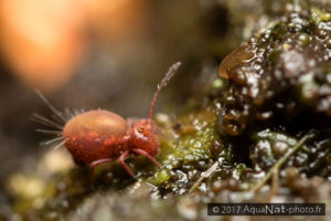collembole Dicyrtoma fusca var. rufescens