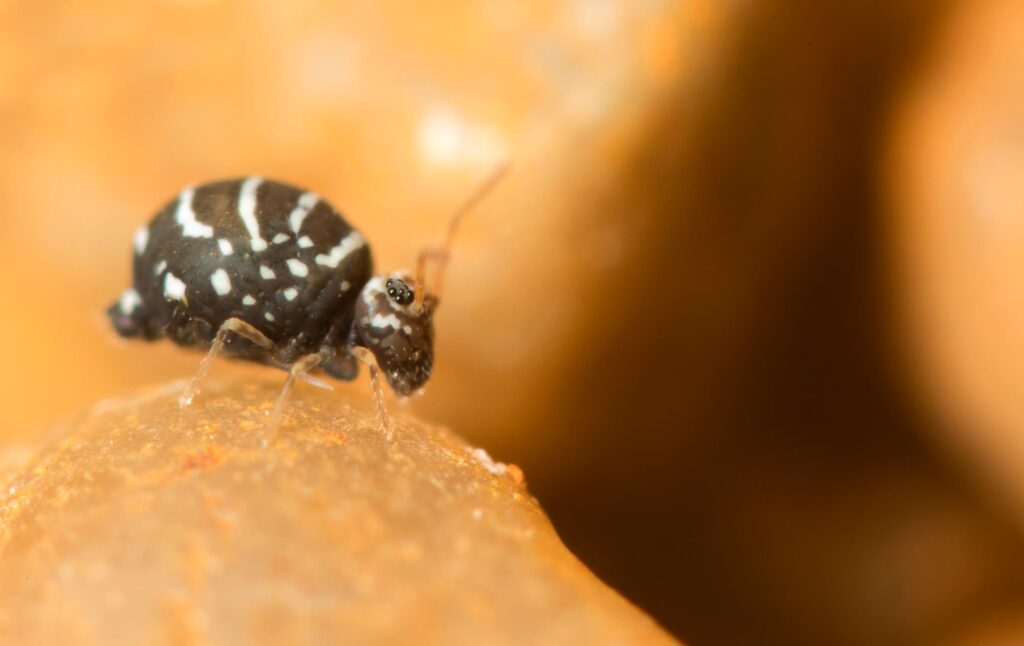 Collembole globuleux motif zébré Fasciosminthurus quinquefasciatus - vue latérale