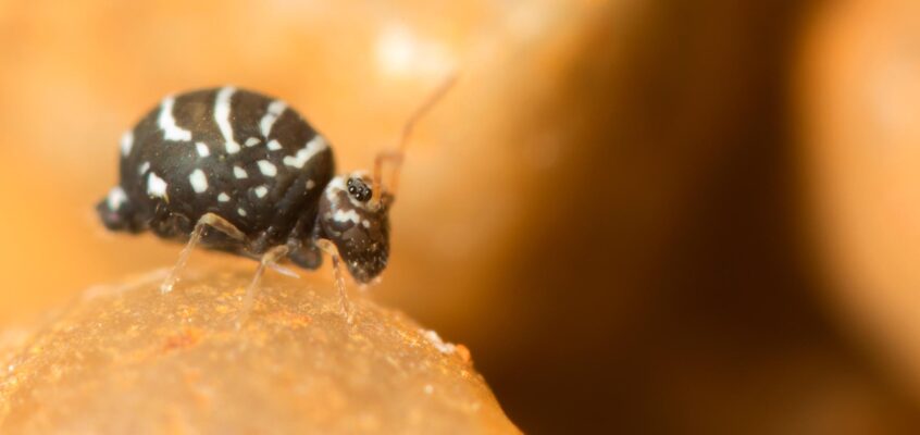 Fasciosminthurus quinquefasciatus