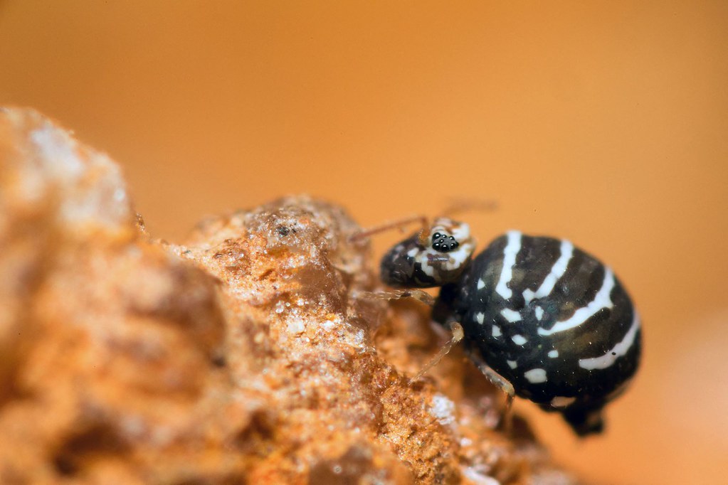 Collembole globuleux motif zébré Fasciosminthurus quinquefasciatus