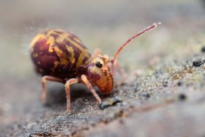 Dicyrtomina ornata f. couloni