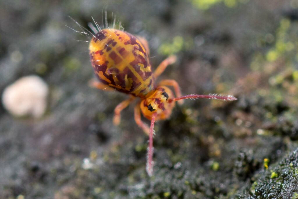 Dicyrtomina ornata couloni