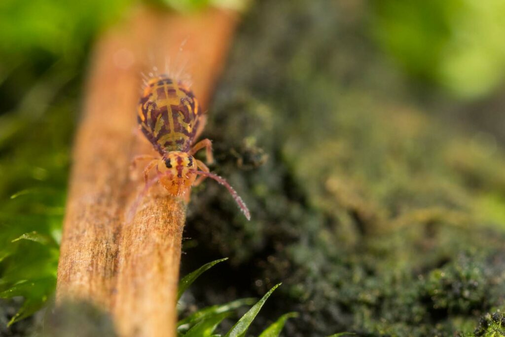 Algues, mousses, bois morts compose l'habitat type de Dicyrtomina ornata
