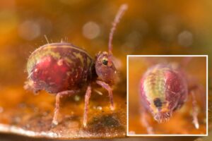 Dicyrtomina ornata f meridionalis