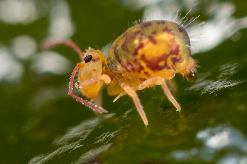 Dicyrtomina ornata form couloni pale