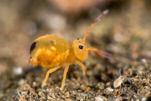 Dicyrtomina ornata form labellei Maynard, 1951
