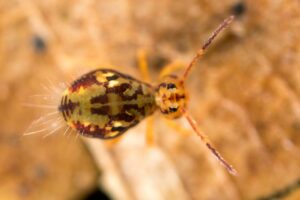 Collembole Dicyrtomina saundersi vue dorsale