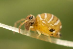 Fasciosminthurus quinquefasciatus présente parfois des variations jaunes