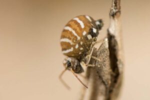 Le motif présente parfois quelques variations chez Fasciosminthurus quinquefasciatus, néanmoins facile à identifier