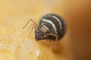 Vue de face le collembole Fasciosminthurus quinquefasciatus est facile à identifier