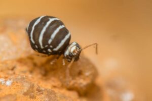 Motif dorsal typique rayé blanc et marron noir chez Fasciosminthurus quinquefasciatus