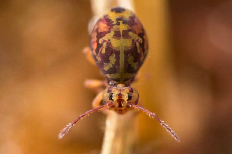 Vue dorsale de Dicyrtomina ornata form couloni avec motif typique représentant une sorte de libellule