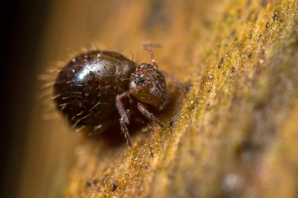 Collembole brun foncé Allacma fusca sur bois humide