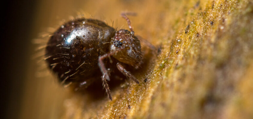 Allacma fusca