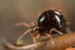 Allacma-gallica collembole de l'ordre des Symphypleona, abdomen noir brillant