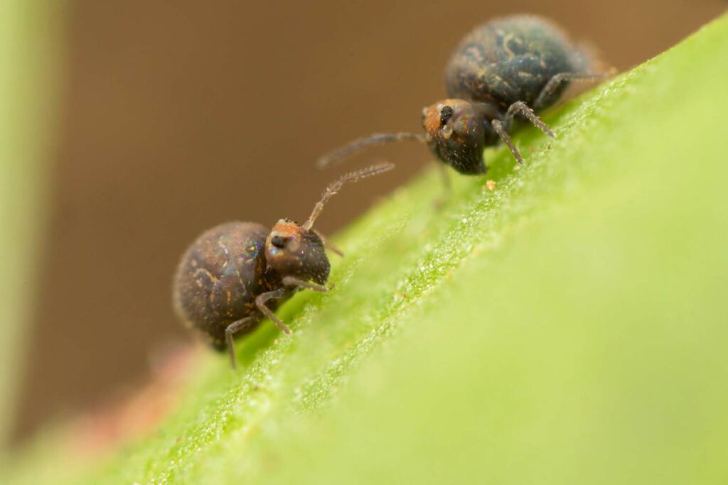 Photos assemblées de deux Bourletiella hortensis adulte