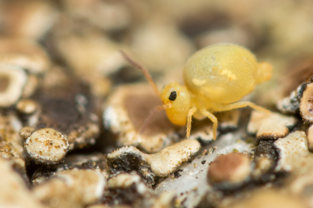 Collembole jaune unis des prairies et cultures très commun Bourletiella arvalis