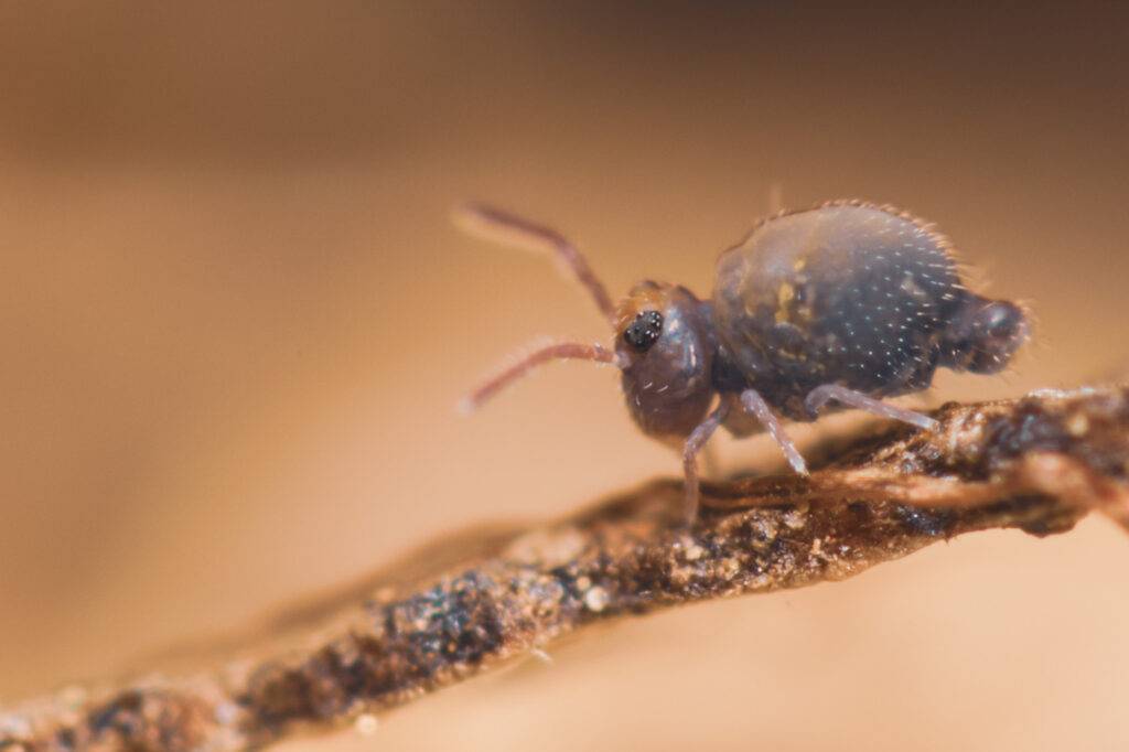 Collembole Cassagnaudiella canigouensis