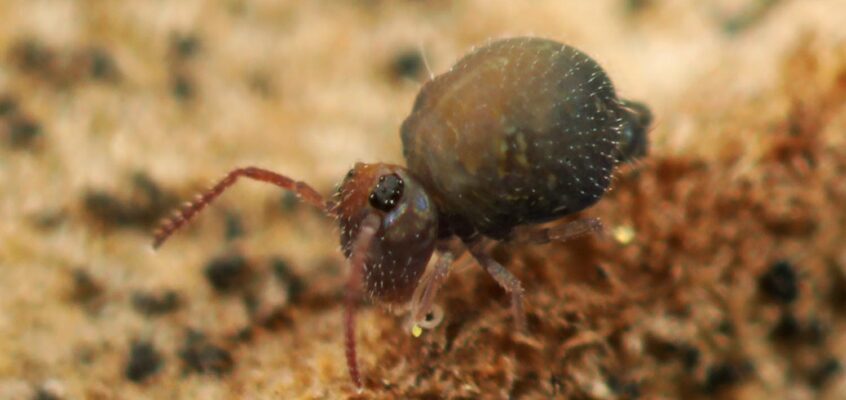 Cassagnaudiella canigouensis