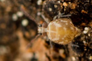Vue dorsale collembole Cassagnaudiella gamae