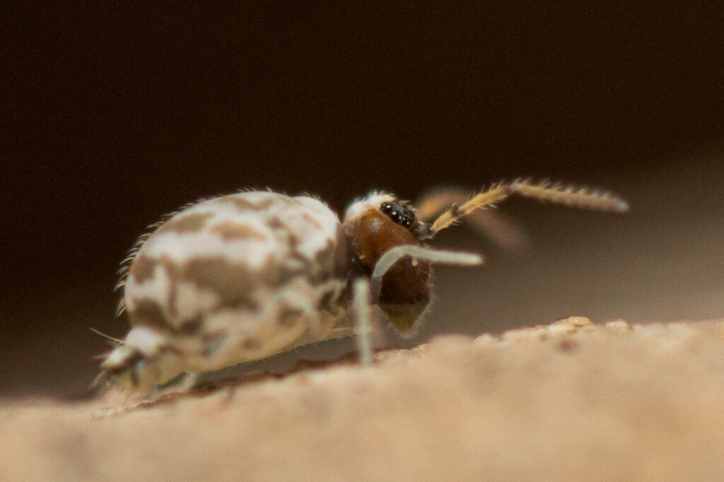 Fasciosminthurus circumfasciatus maculatus France nouvelle espèce de collembole