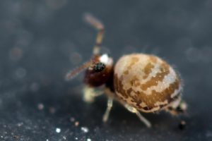 Fasciosminthurus circumfasciatus ssp. maculatus femelle