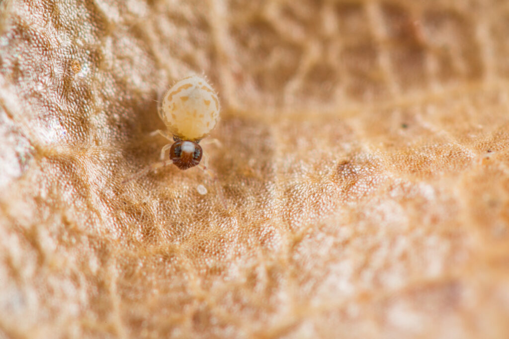 Fasciosminthurus circumfasciatus maculatus sur feuillage