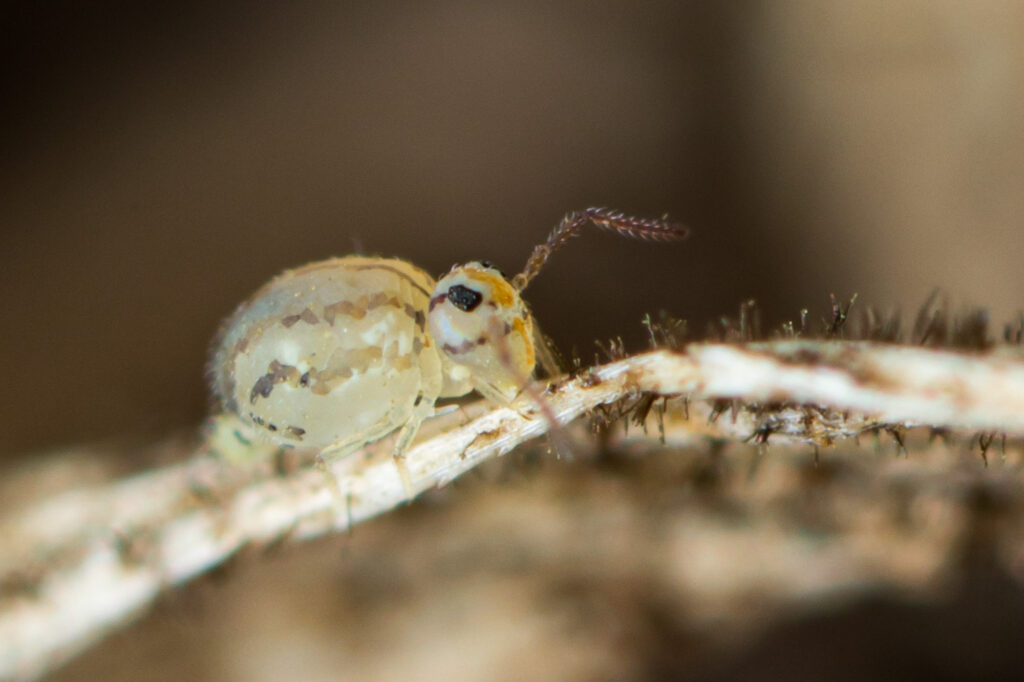 Collembole Symphypleona Fasciosminthurus pseudovirgulatus femelle photographiée dans l'herbe sèche en juillet (Vendée)