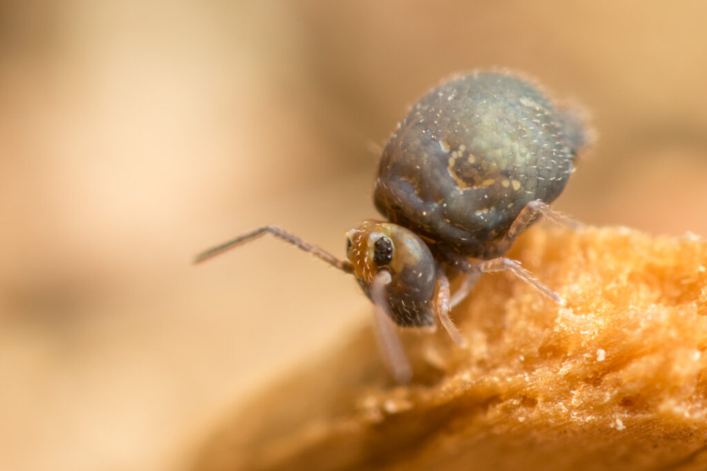 Femelle de Bourletiella hortensis avec tête ocre et corps brun foncé typique