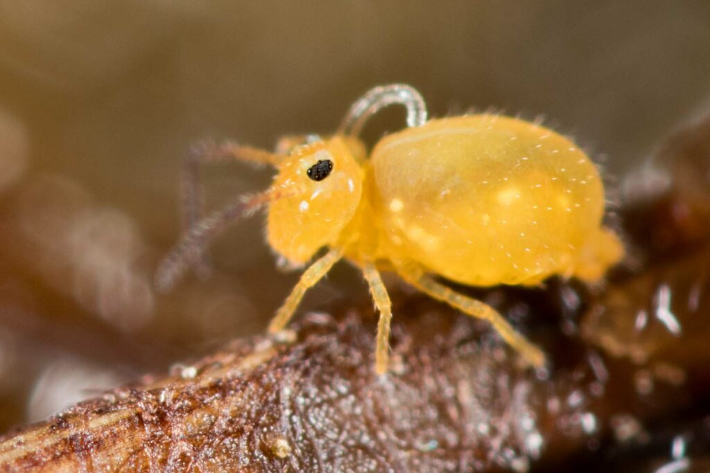 Le collophore est un tube ventrale extractable chez le collembole à multiple usage biologique, visible ici chez Heterosminthurus insignis