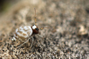 Fasciosminthurus circumfasciatus ssp maculatus est probablement une sous-espèce ou nouvelle espèce atypique pour la France