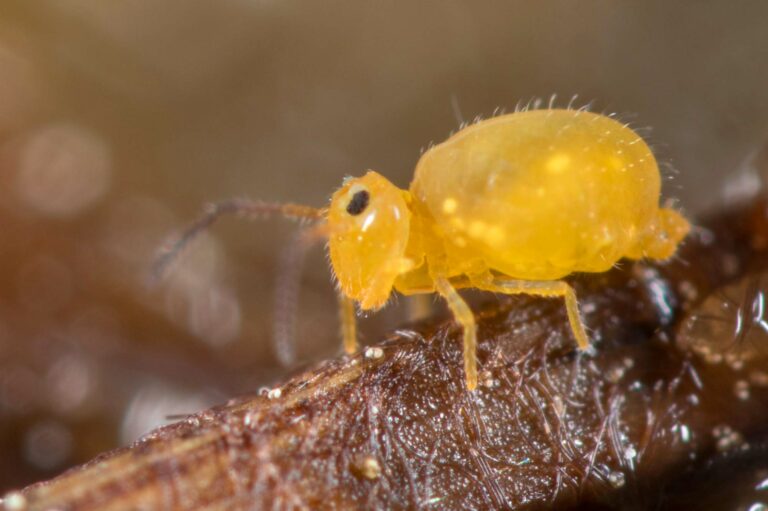 Heterosminthurus insignis dans sa forme classique jaune orangé