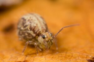 Vue dorso-faciale de ce collembole commun Sminthurus cinereoviridis (ssp)
