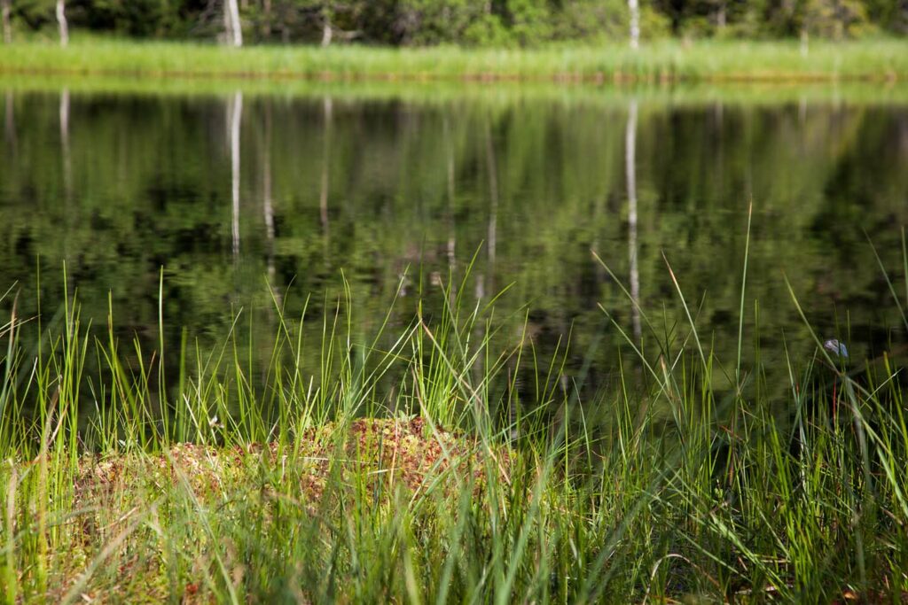 Végétation des berges offre un spot idéal pour l'observation de collemboles, dont Heterosminthurus insignis