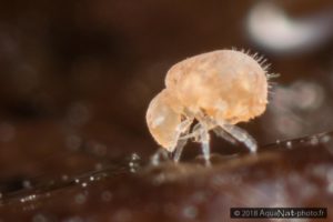 Neelus murinus, collembole Neelipleone aveugle des litières forestière
