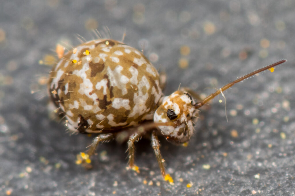 Collembole à damier Sminthurus leucomelanus observé en milieu méditerranéen dans les Pyrénées orientales