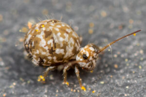 Collembole à damier Sminthurus leucomelanus observé en milieu méditerranéen dans les Pyrénées orientales