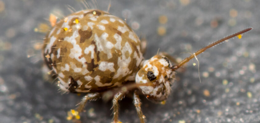 Sminthurus leucomelanus