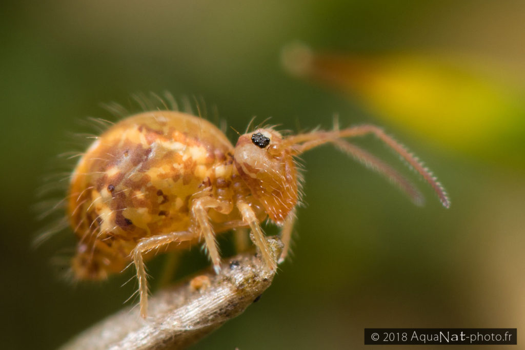 sous espèce cinereoviridis Sminthurus