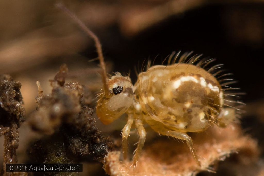 collembole ecovariante nigromaculatus