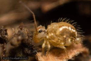 collembole ecovariante nigromaculatus
