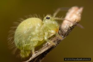 Soies dorsales chez le collembole vert Sminthurus viridis