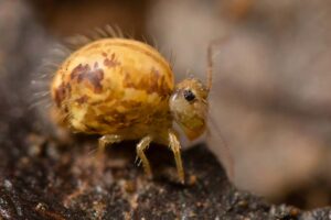 Variabilité chez le collembole Symphypleone Sminthurus viridis cinereoviridis