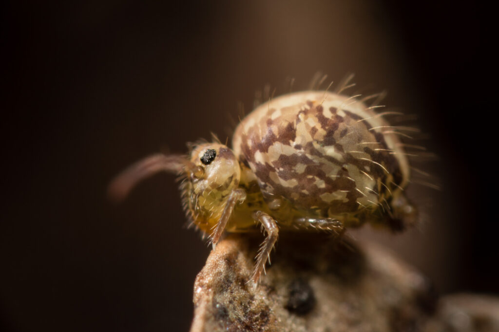 Pattern typique de et représentatif de la sous-espèce du collembole cinereoviridis