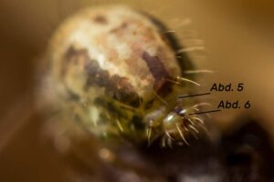 Vue caudale sur l'abdomen 5 et 6 de cette sous-espèce de collembole cinereoviridis