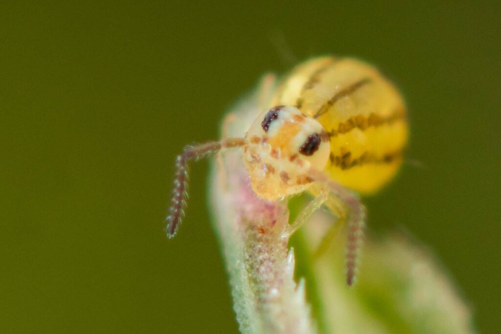 Fasciosminthurus pseudovirgulatus, vue frontale d'un mâle, motif dorsal en ligne et fond de coloration jaune vif