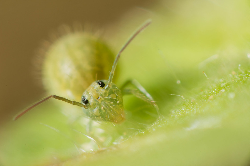 Face de Collembole Sminthurus viridis mimétisme parfait pour rester discret dans les herbes vertes