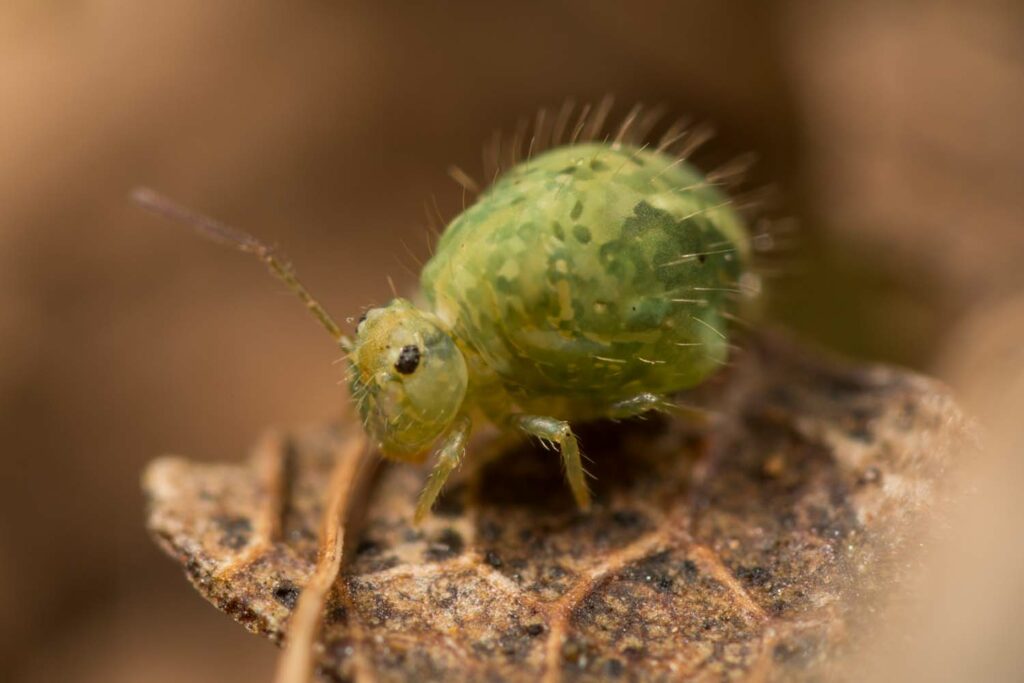 Magnifique coloration de patchs verts de Sminthurus viridis, collembole commun