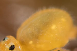 Cuticule lisse de collembole (Exemple : Symphypleona)
