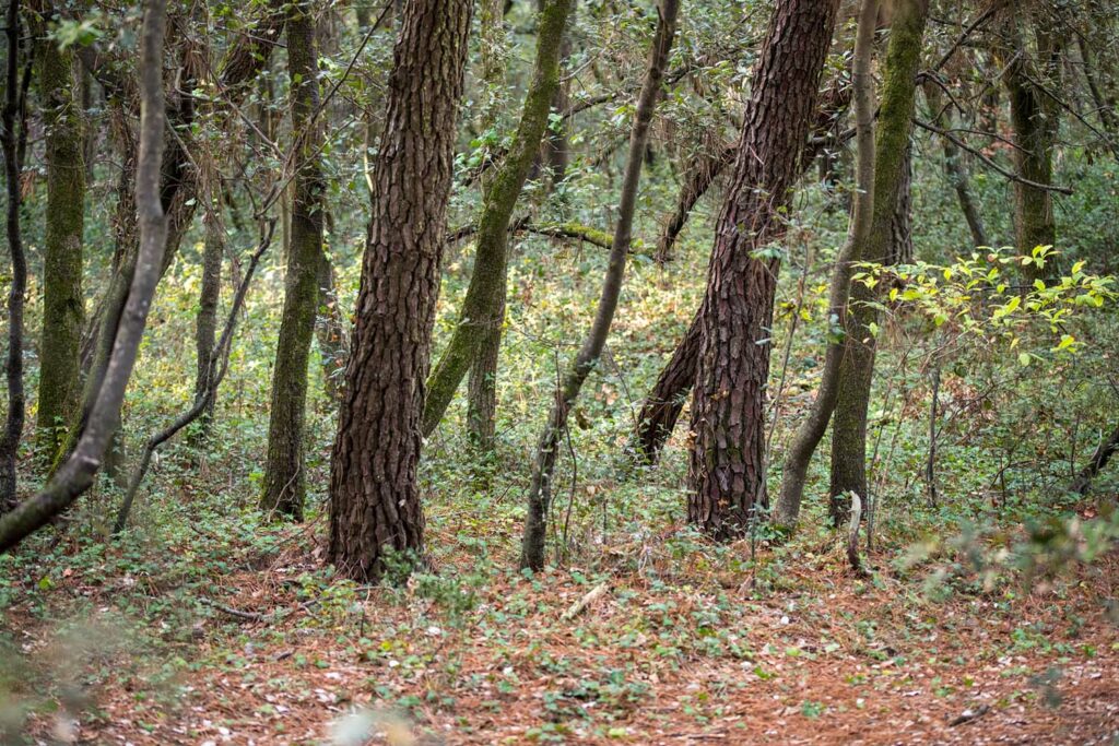 Biotope forestier de Jordanathrix nr superba